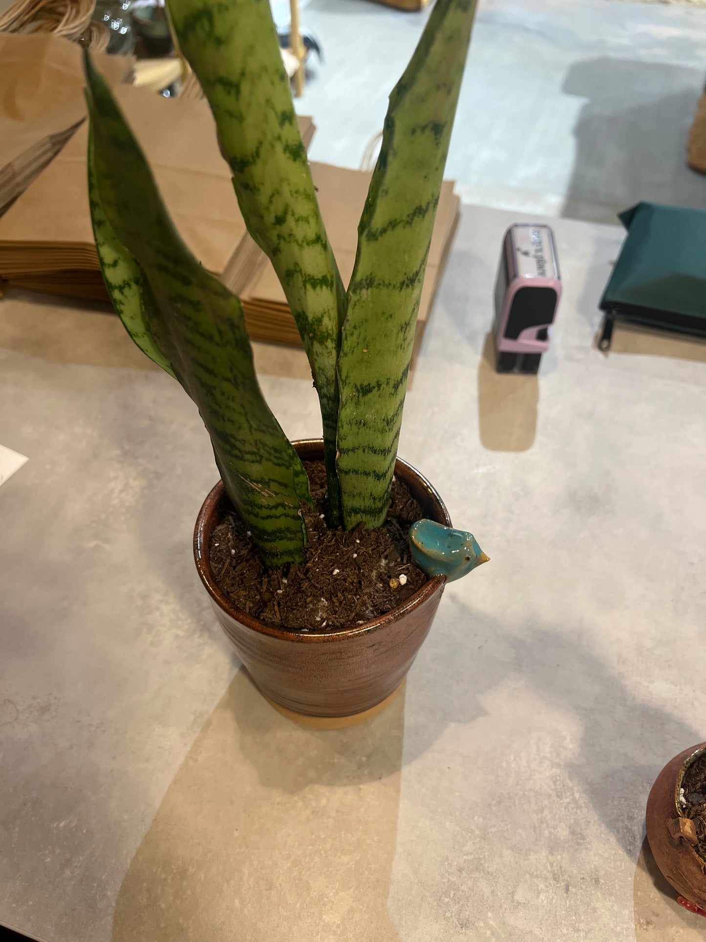 Med bird pot/plant