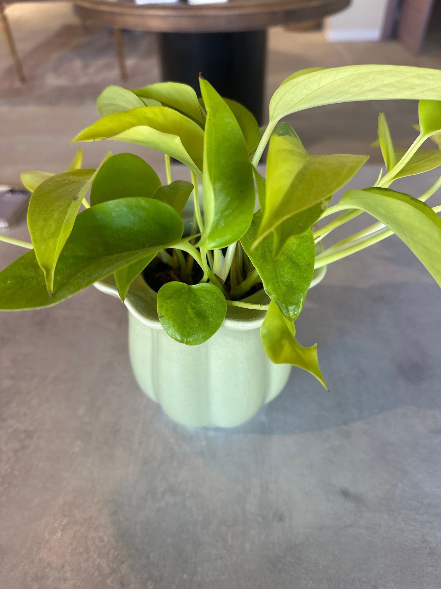 green potted plant