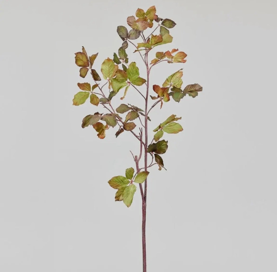 Chestnut Leaf Stem