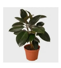Ficus Burgandy