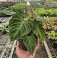 Philodendron