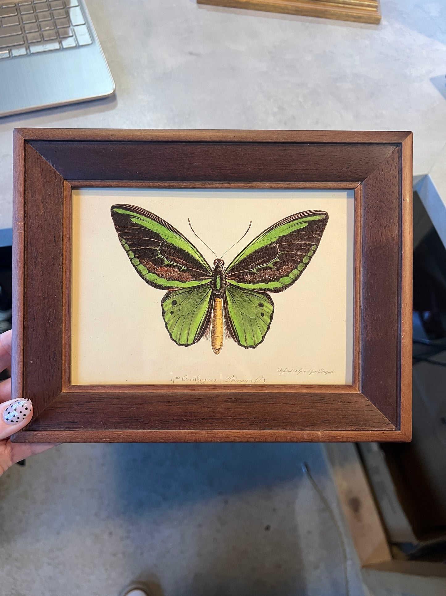 Butterfly Print