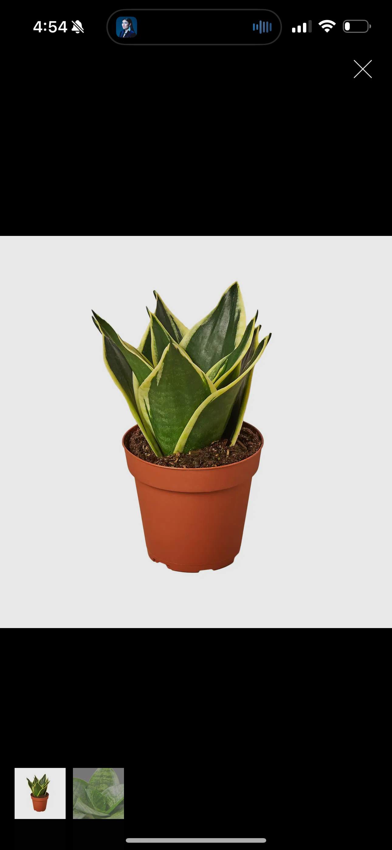 Snake Plant