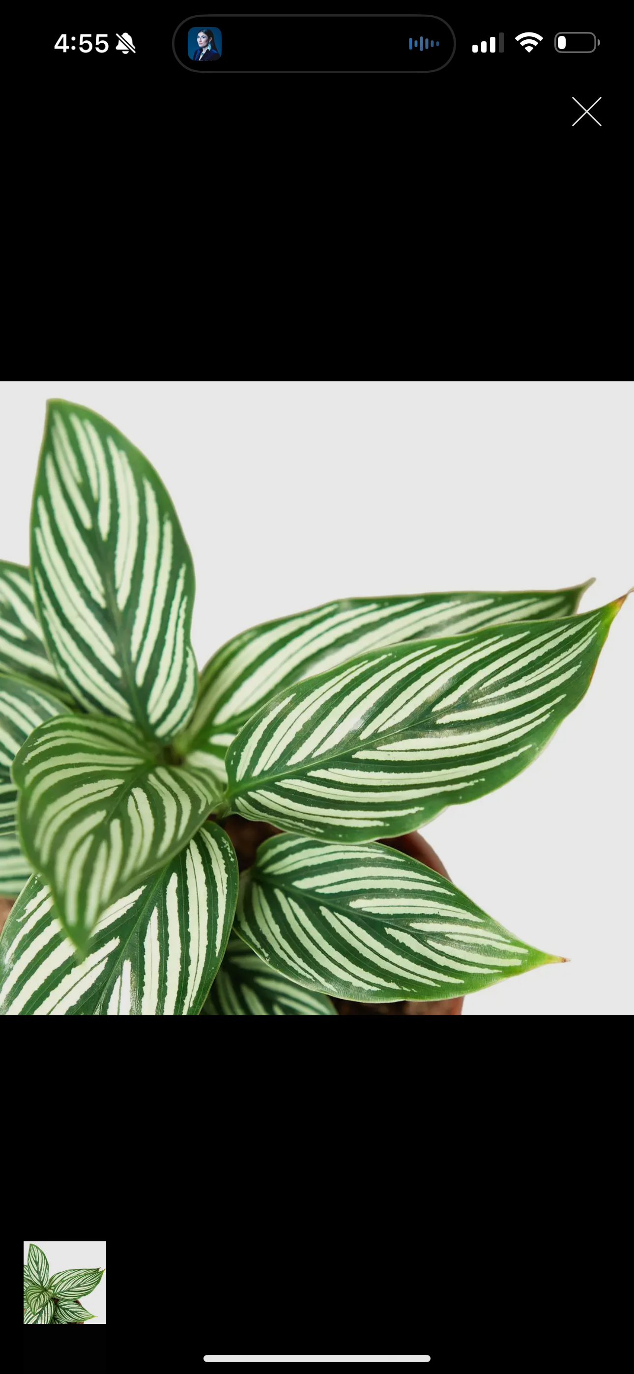 Calathea Plant