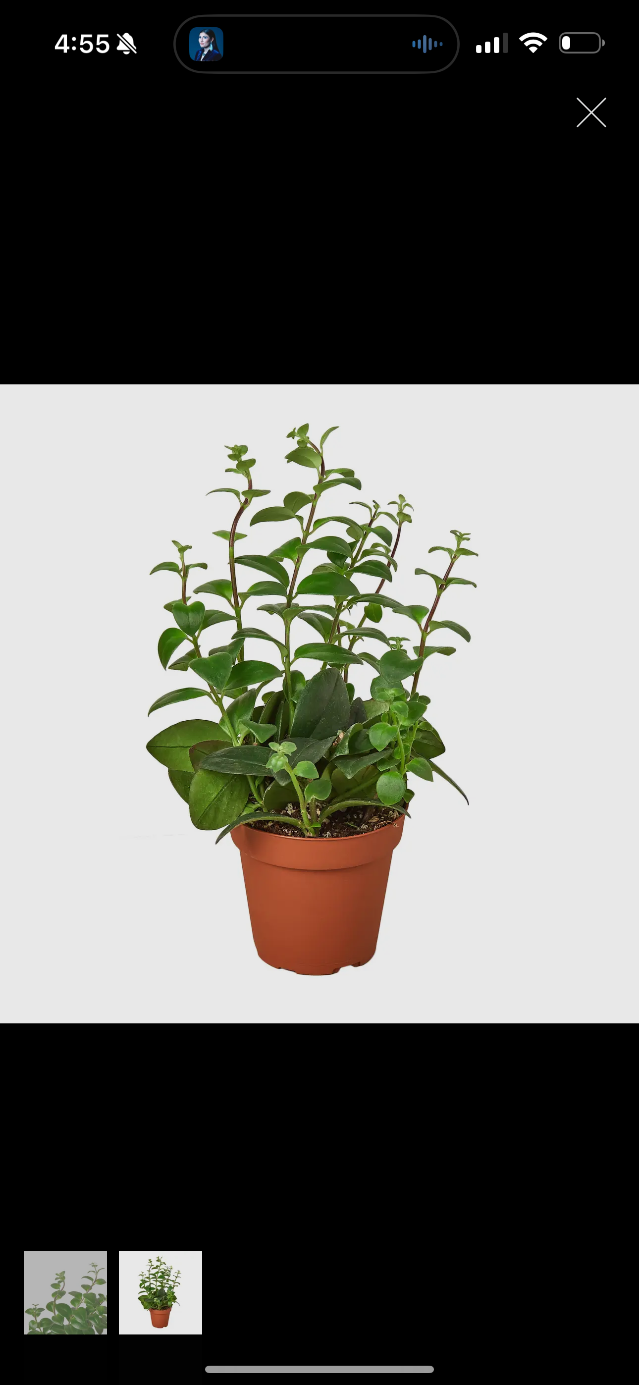 Lipstick Plant