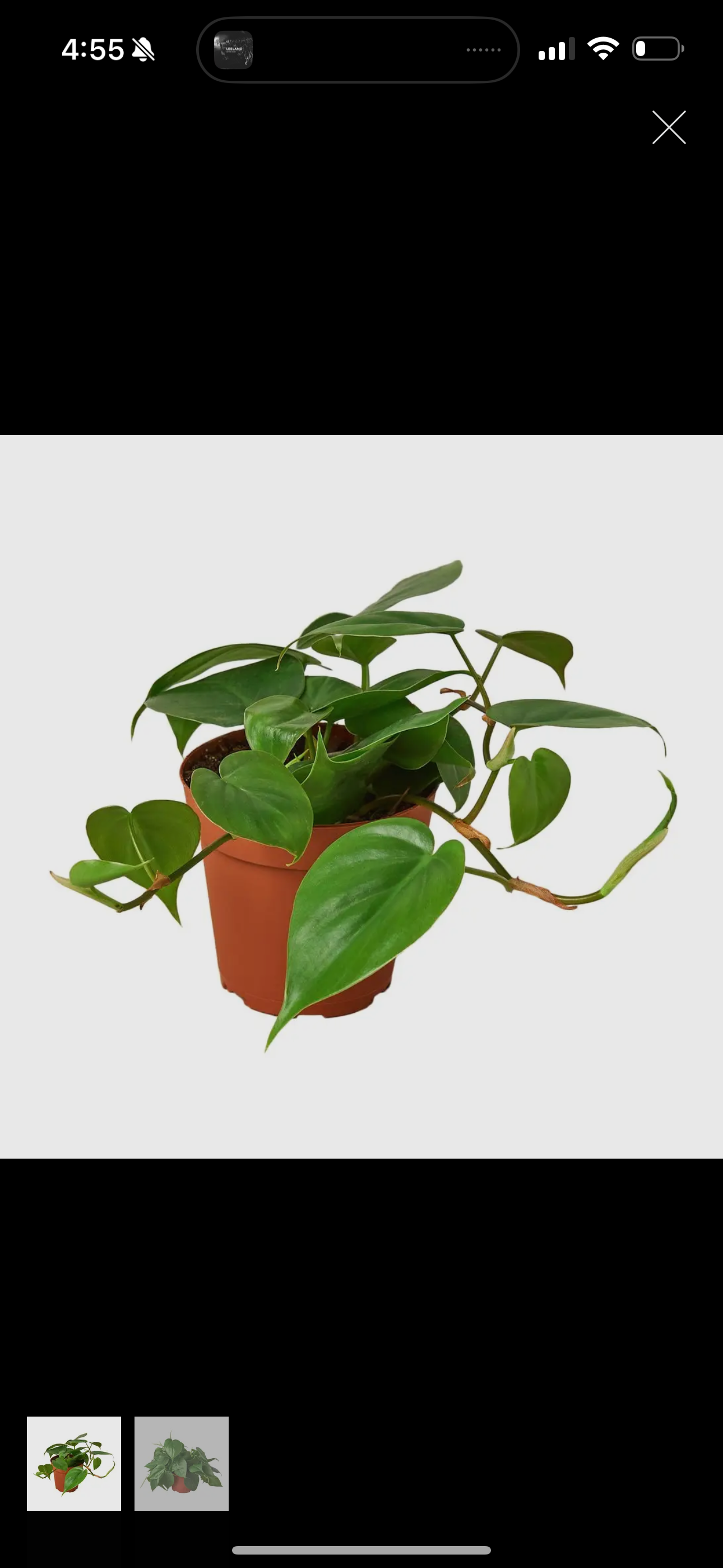 Philodendron Plant