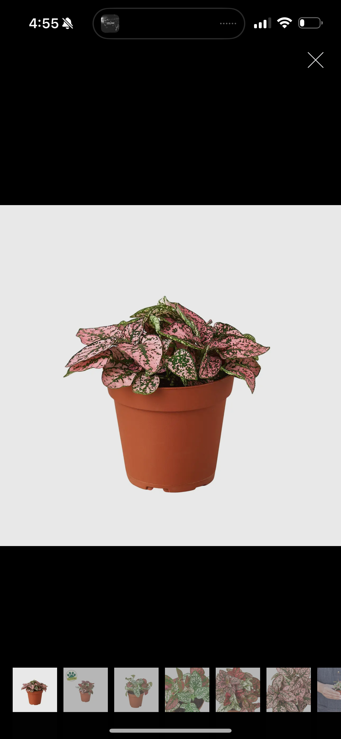 Hypoestes Plant