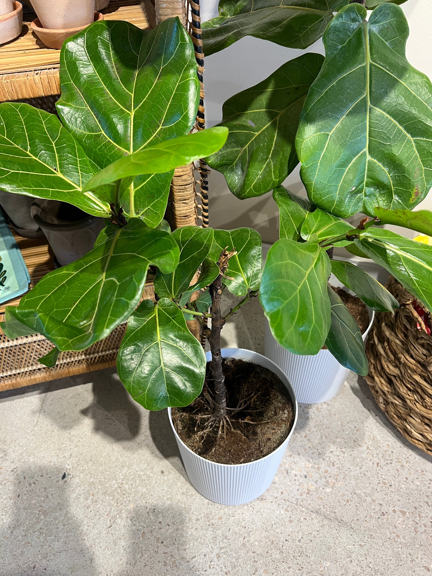 Fiddle Fig
