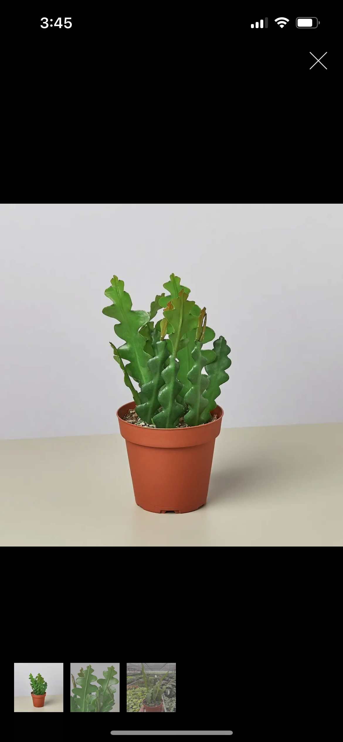 Ric Rac Cactus