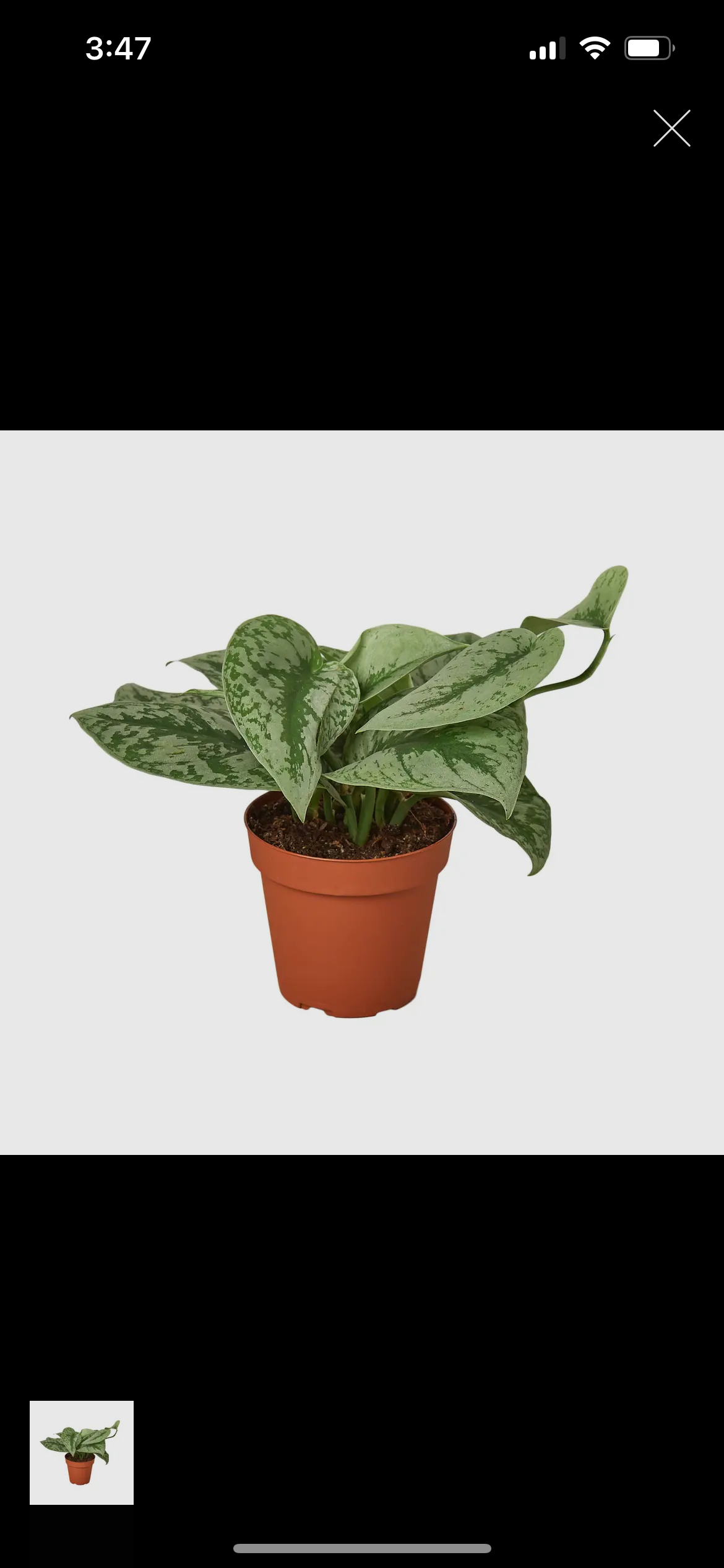 Pothos