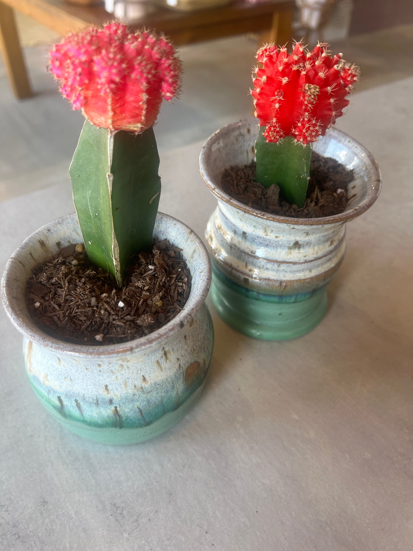 Cactus Planter
