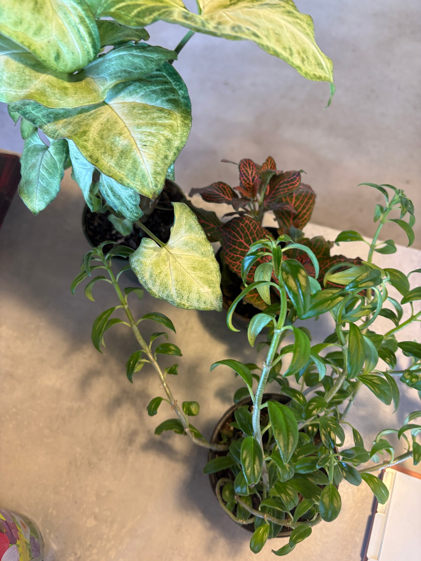 House Plant