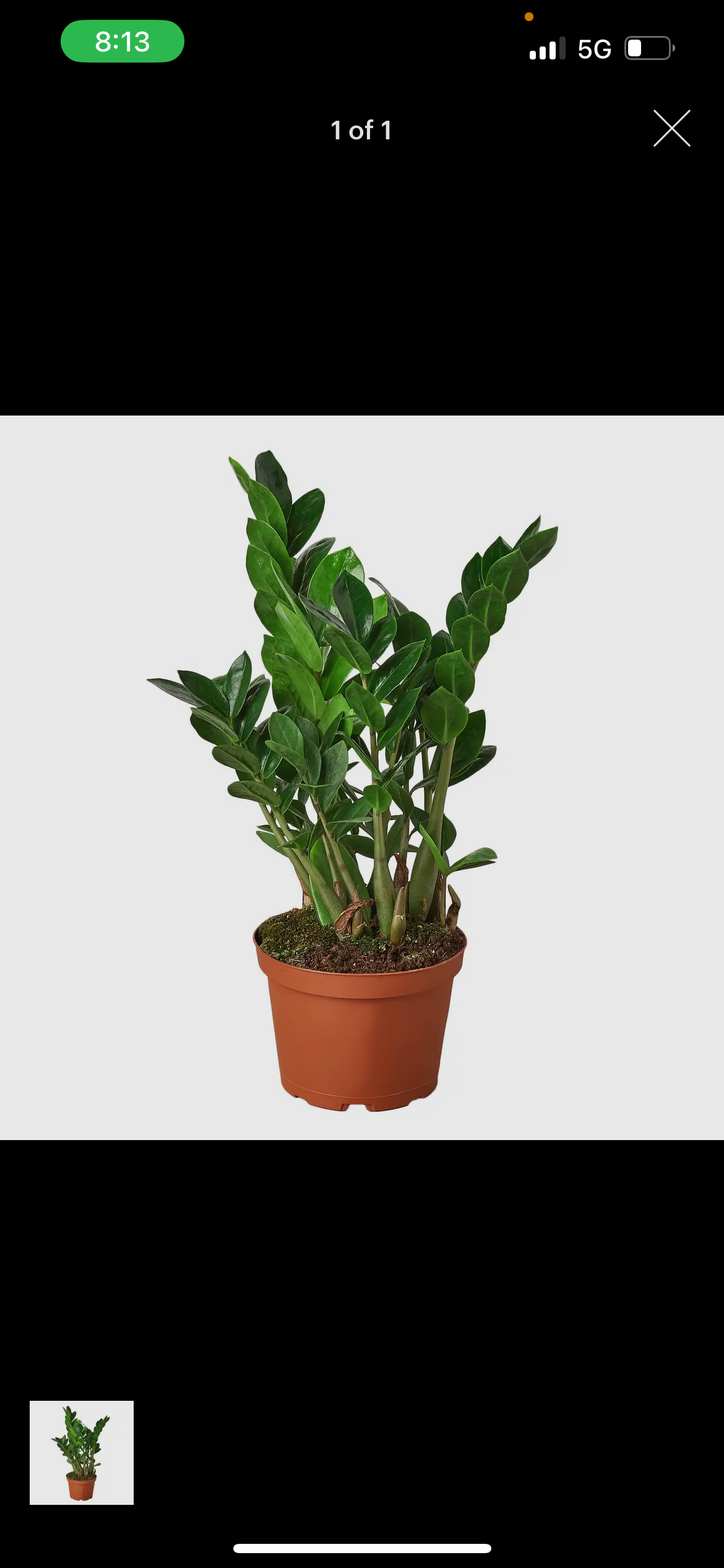 ZZ Plant