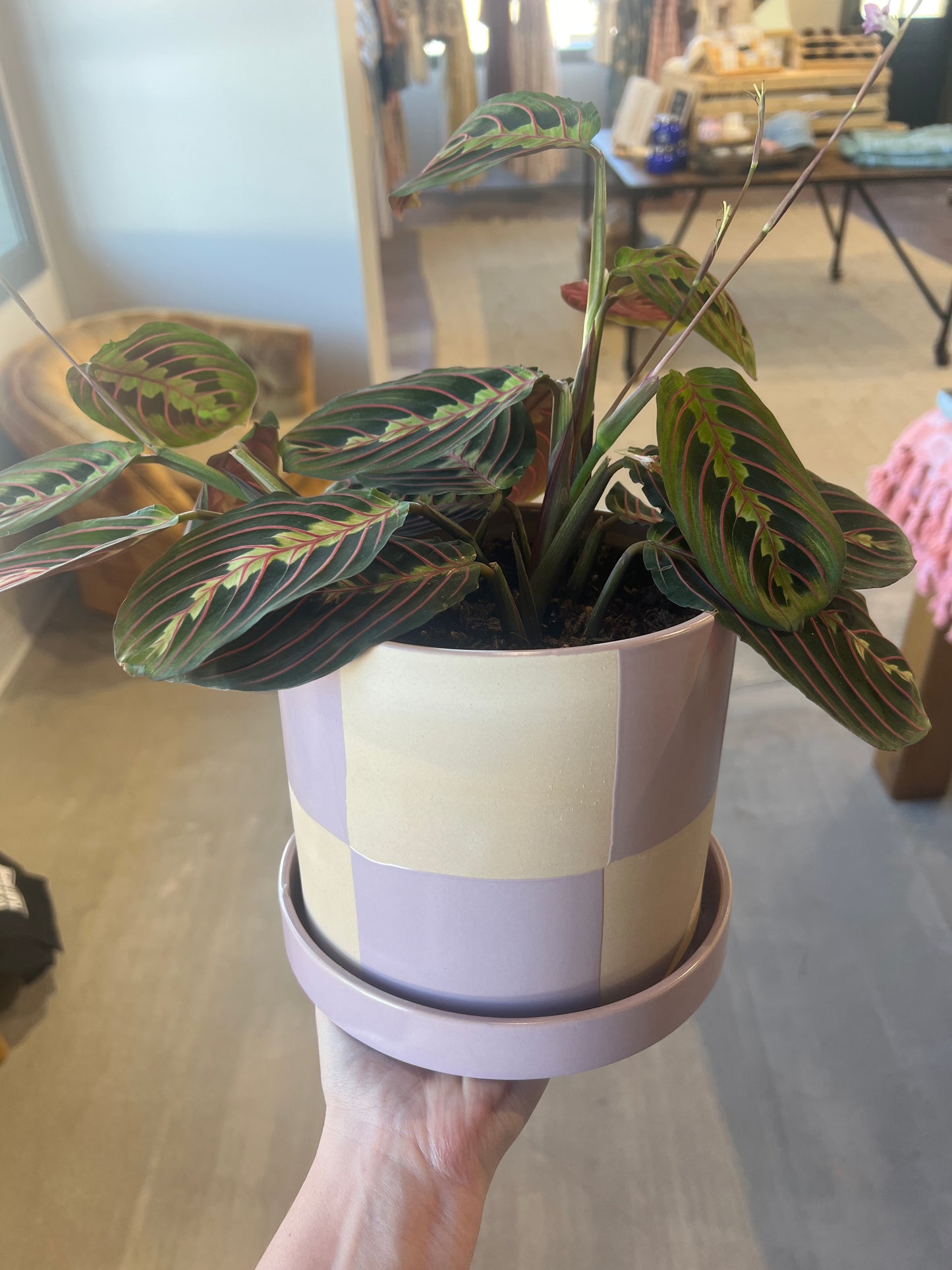 Checkered Pot Plant