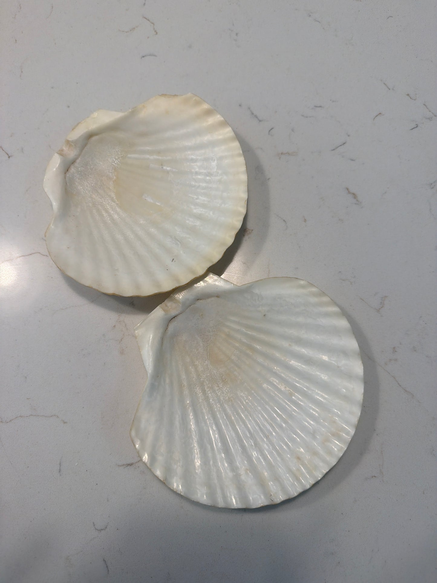 assorted shells