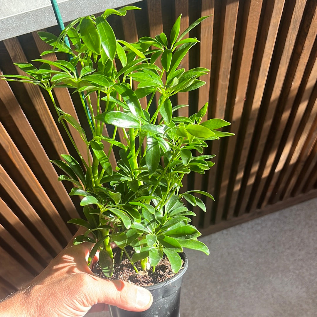 Large Plant