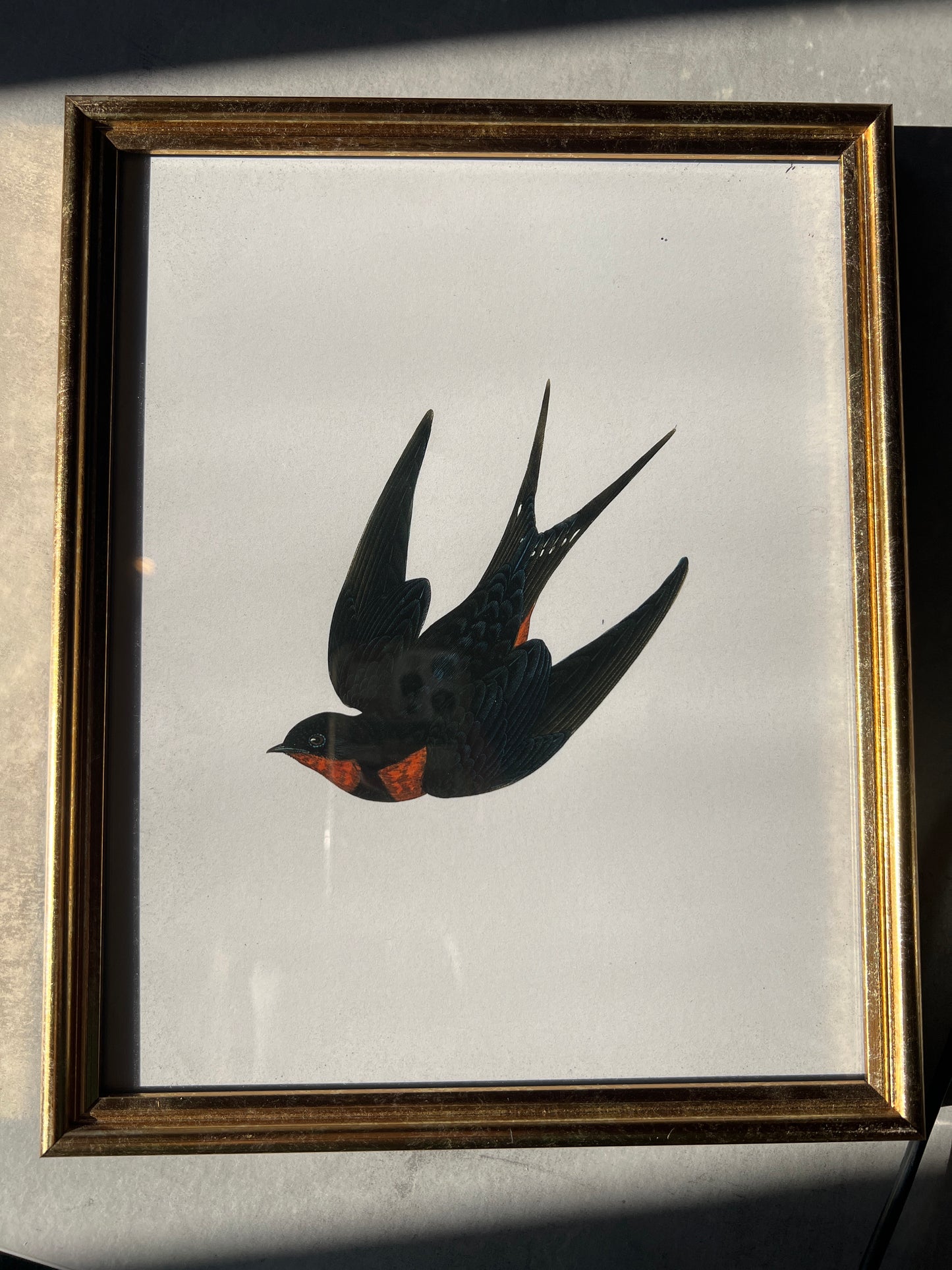 Framed Bird Art