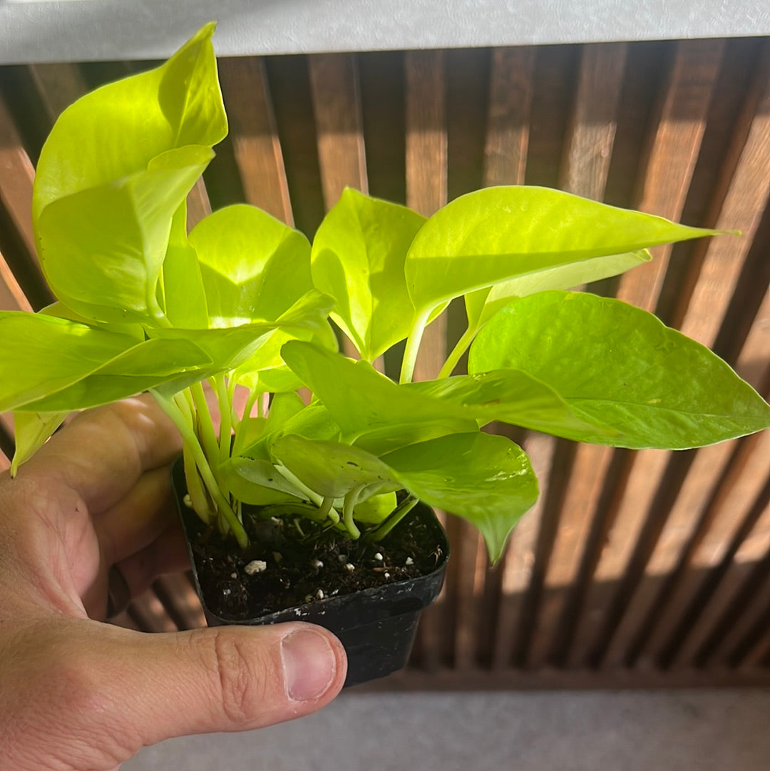 Small Plant