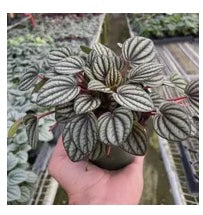 Peperomia Plant