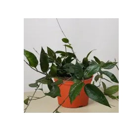 Hoya Plant