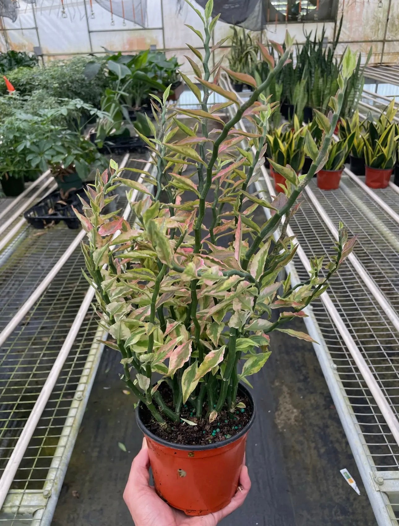 Variegated Devil's Backbone