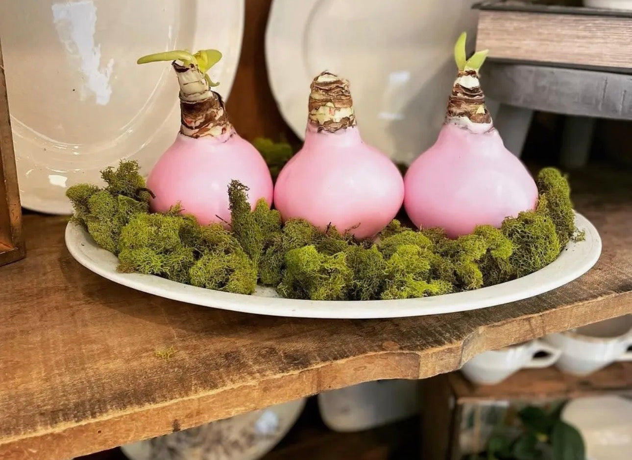 Amaryllis Bulbs