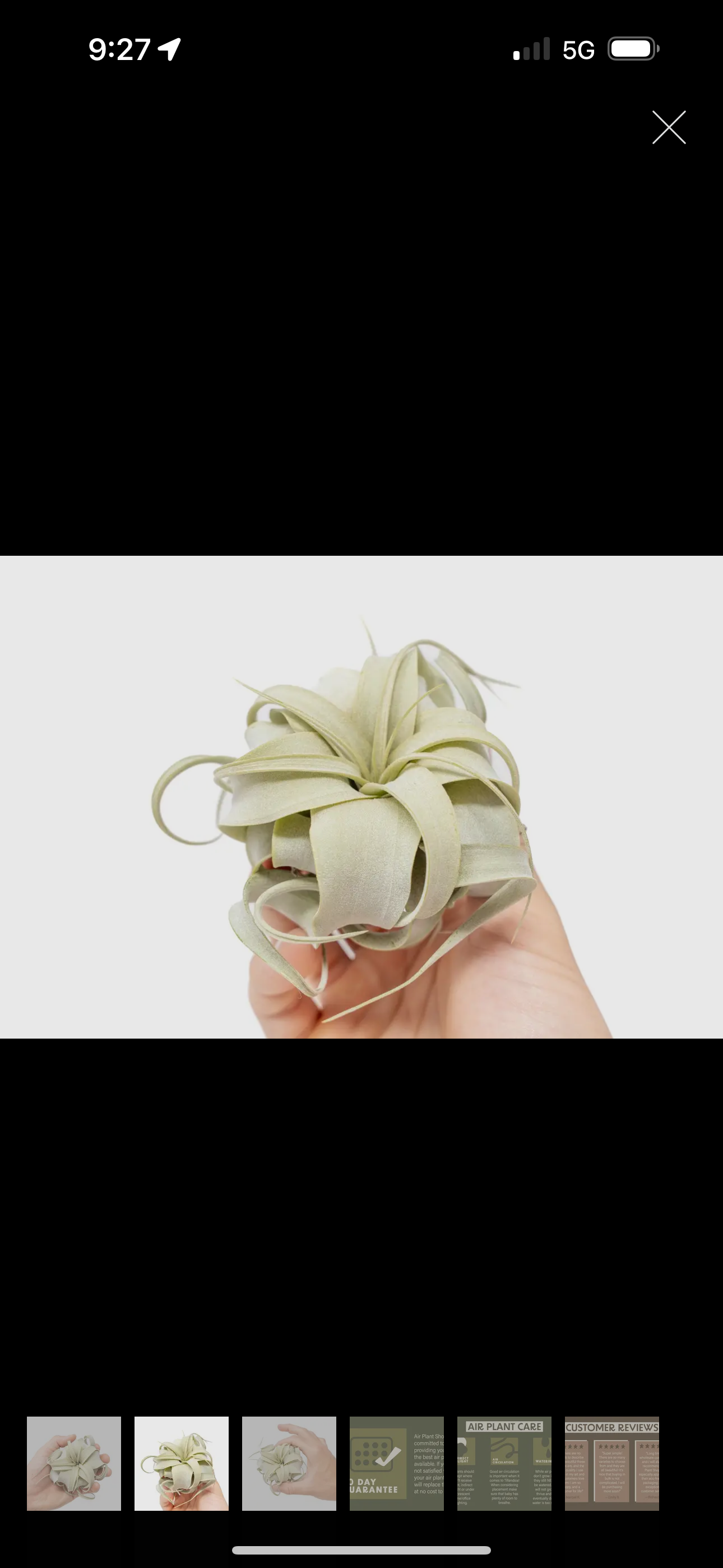 Tillandsia Air Plant