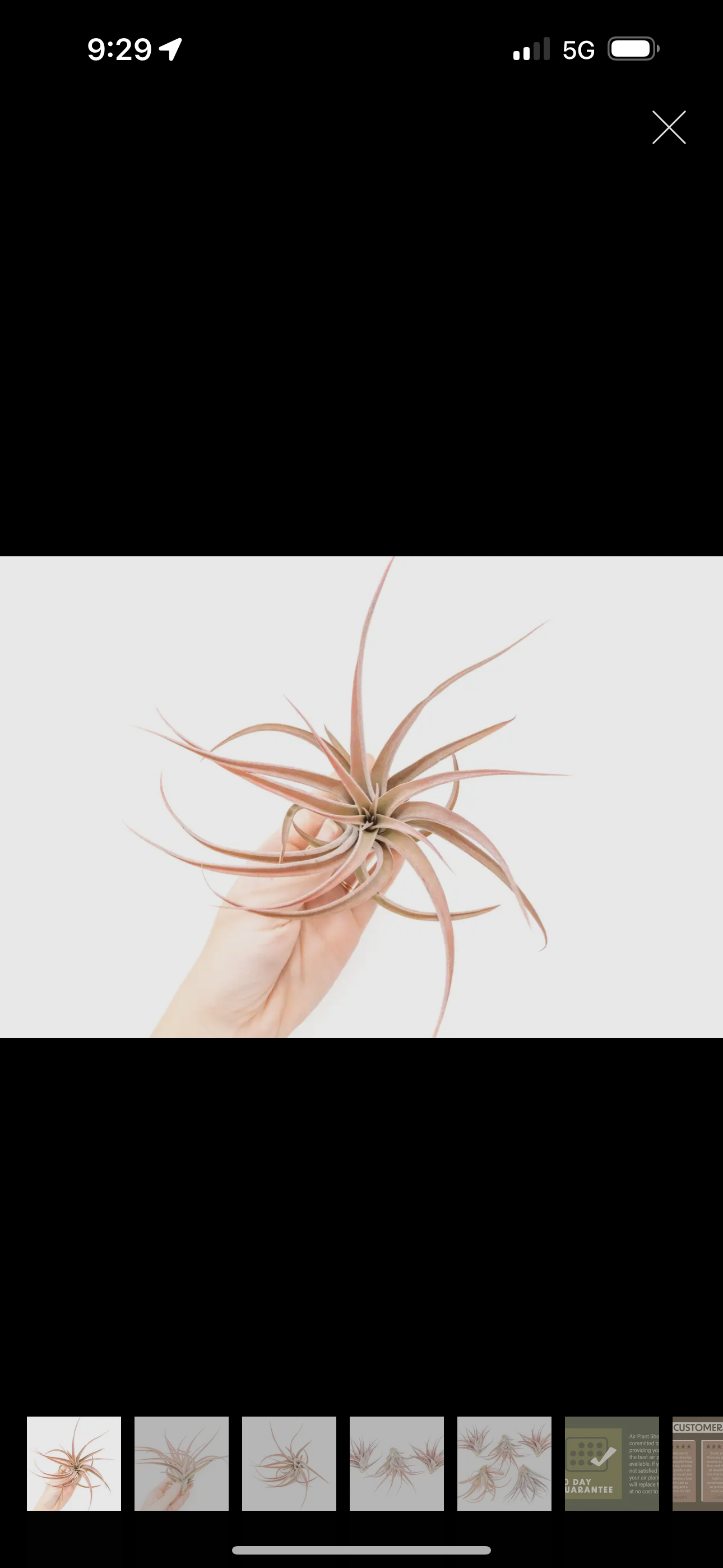Capitata Air Plant