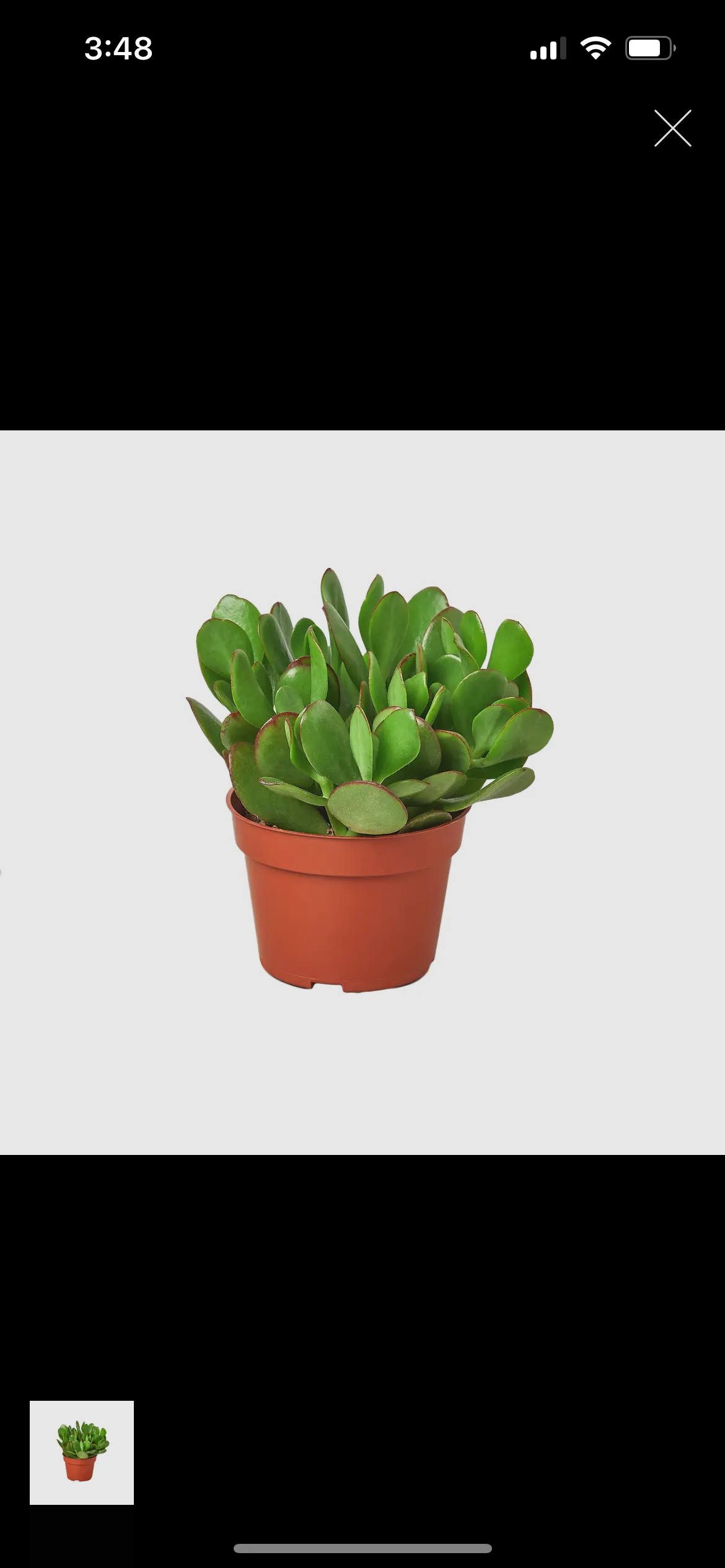 Crassula Succulent