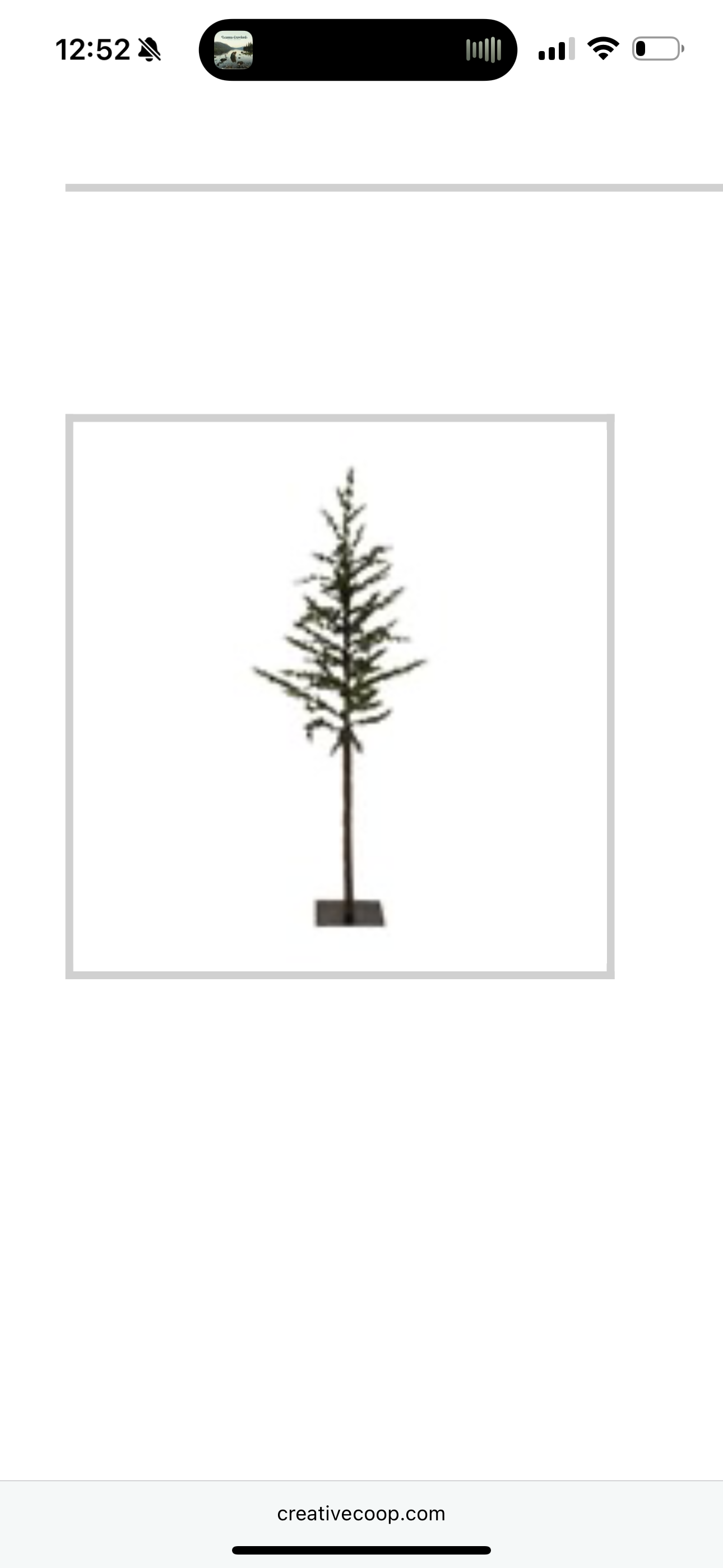 Small Pine