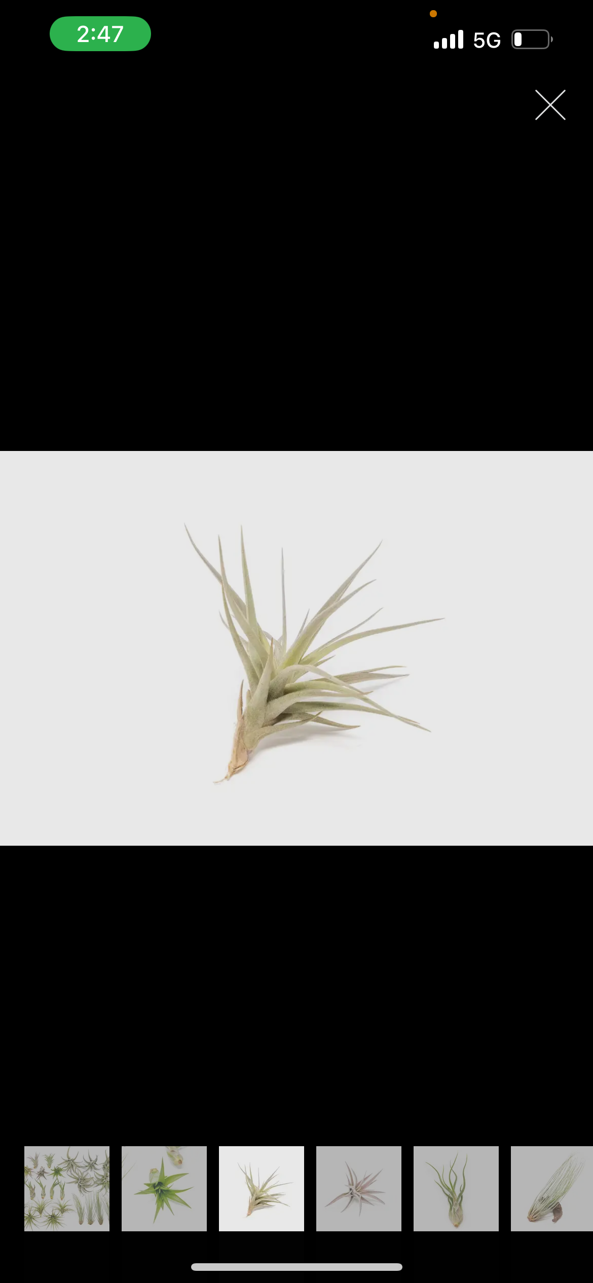 Air Plant
