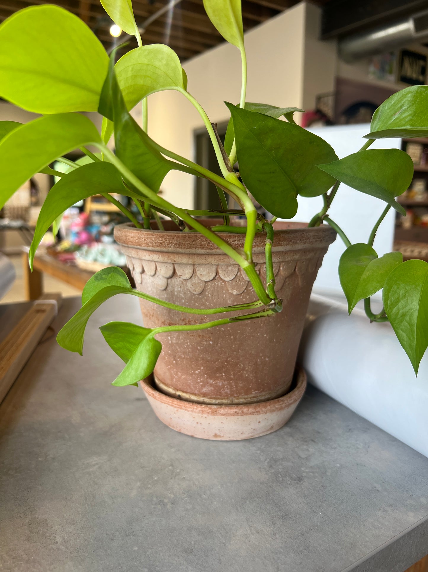 Potted Plant