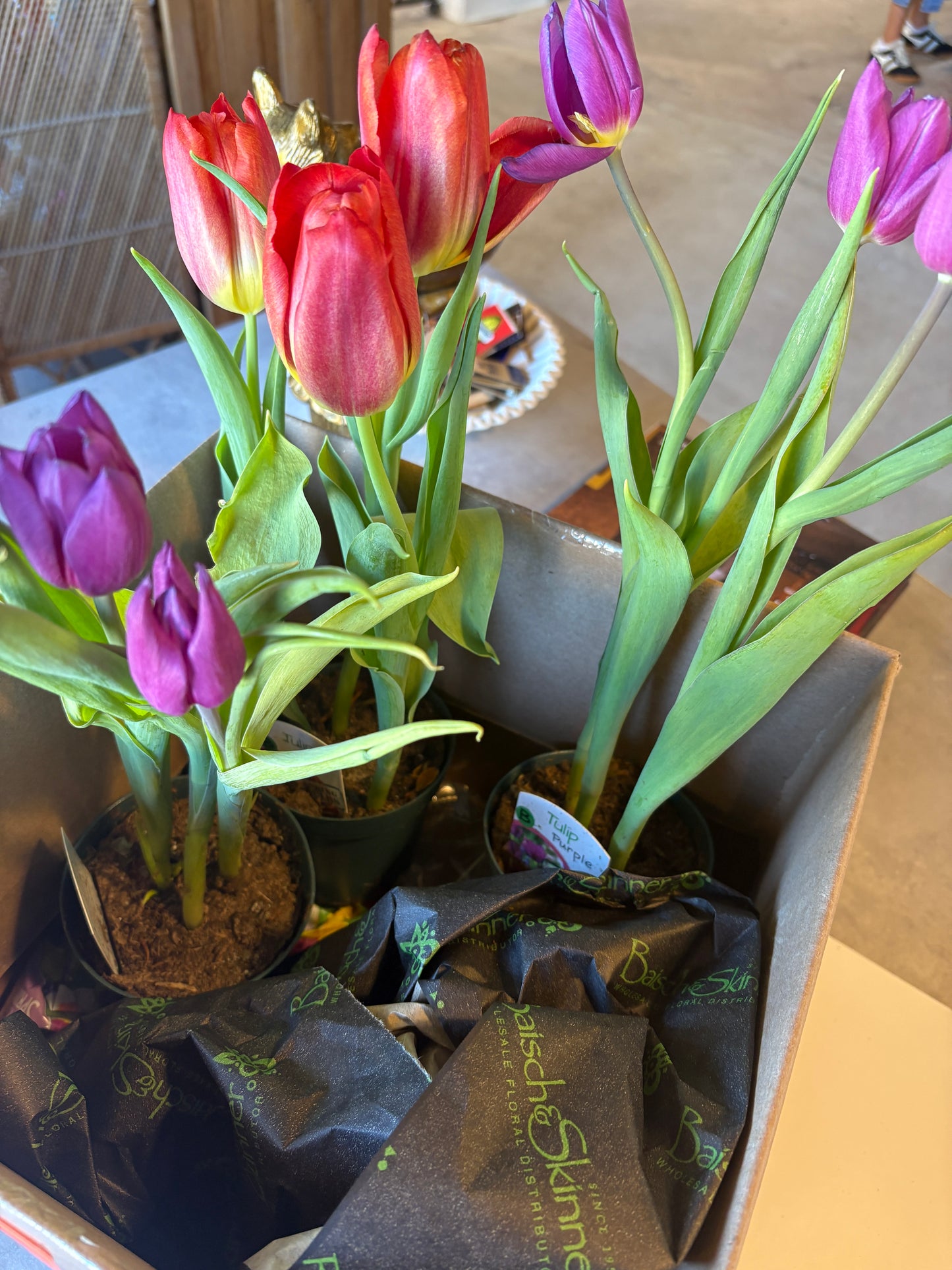 Tulips & Hyacinths