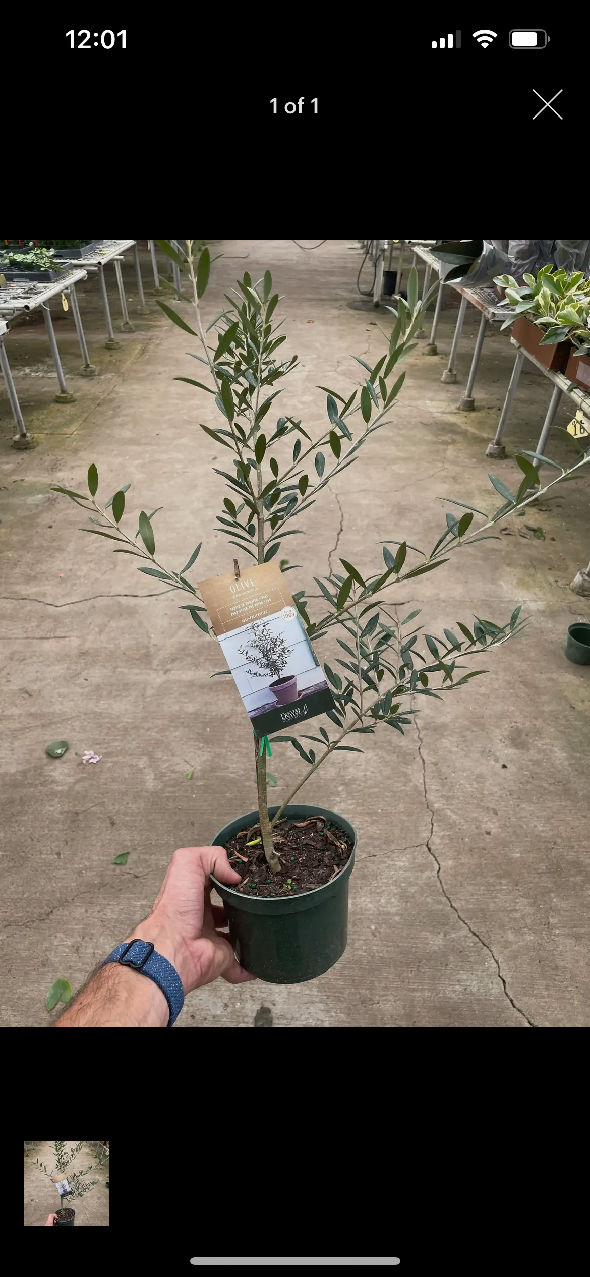 Olive Tree