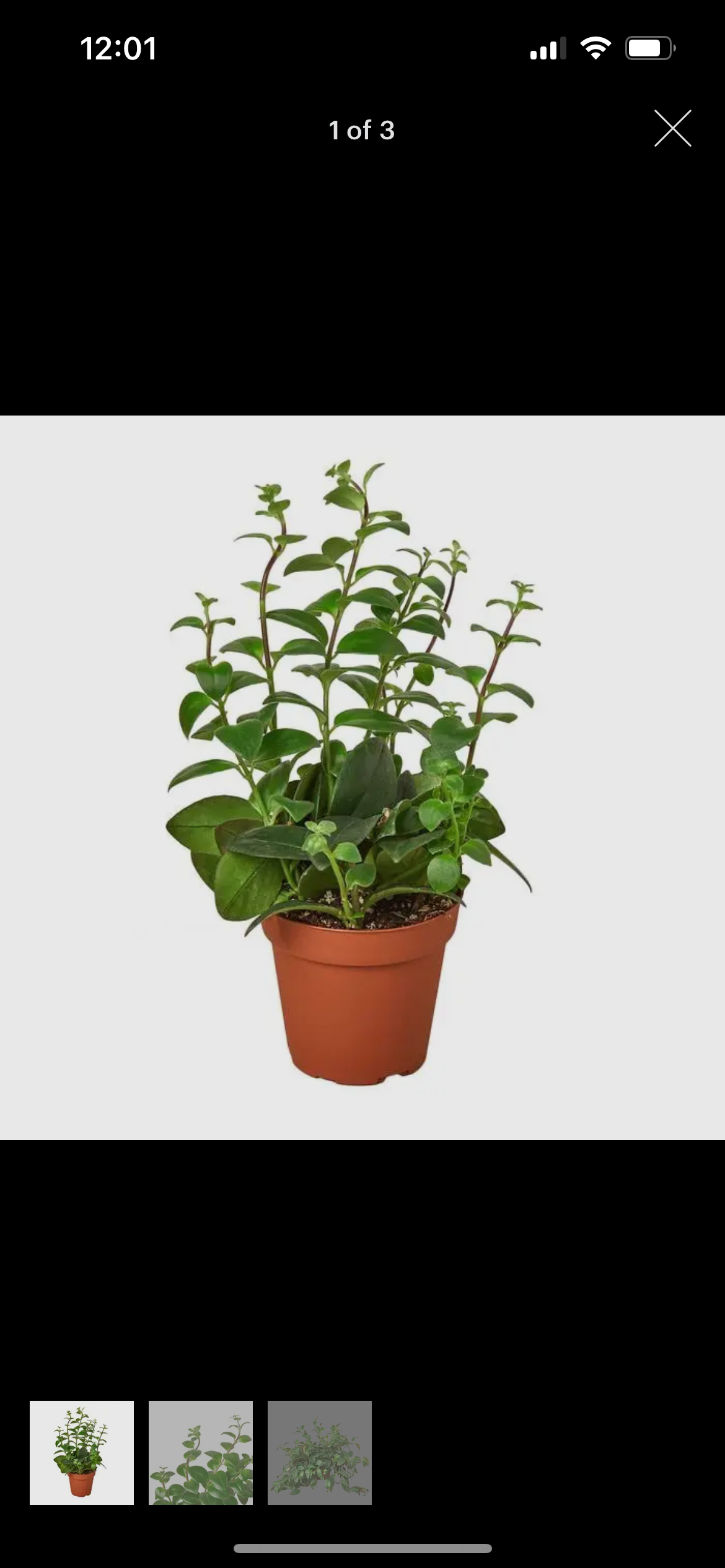 Lipstick Plant