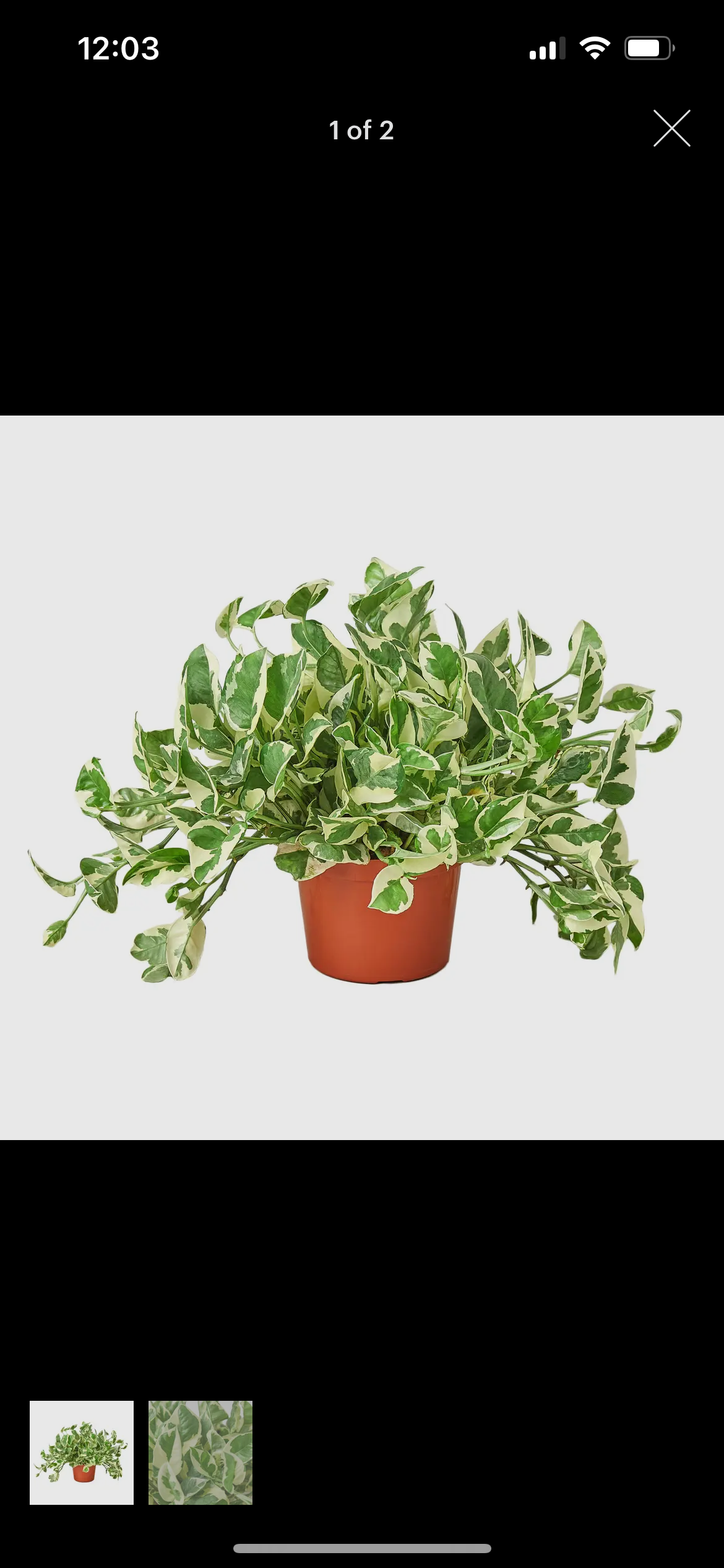 Pothos Njoy