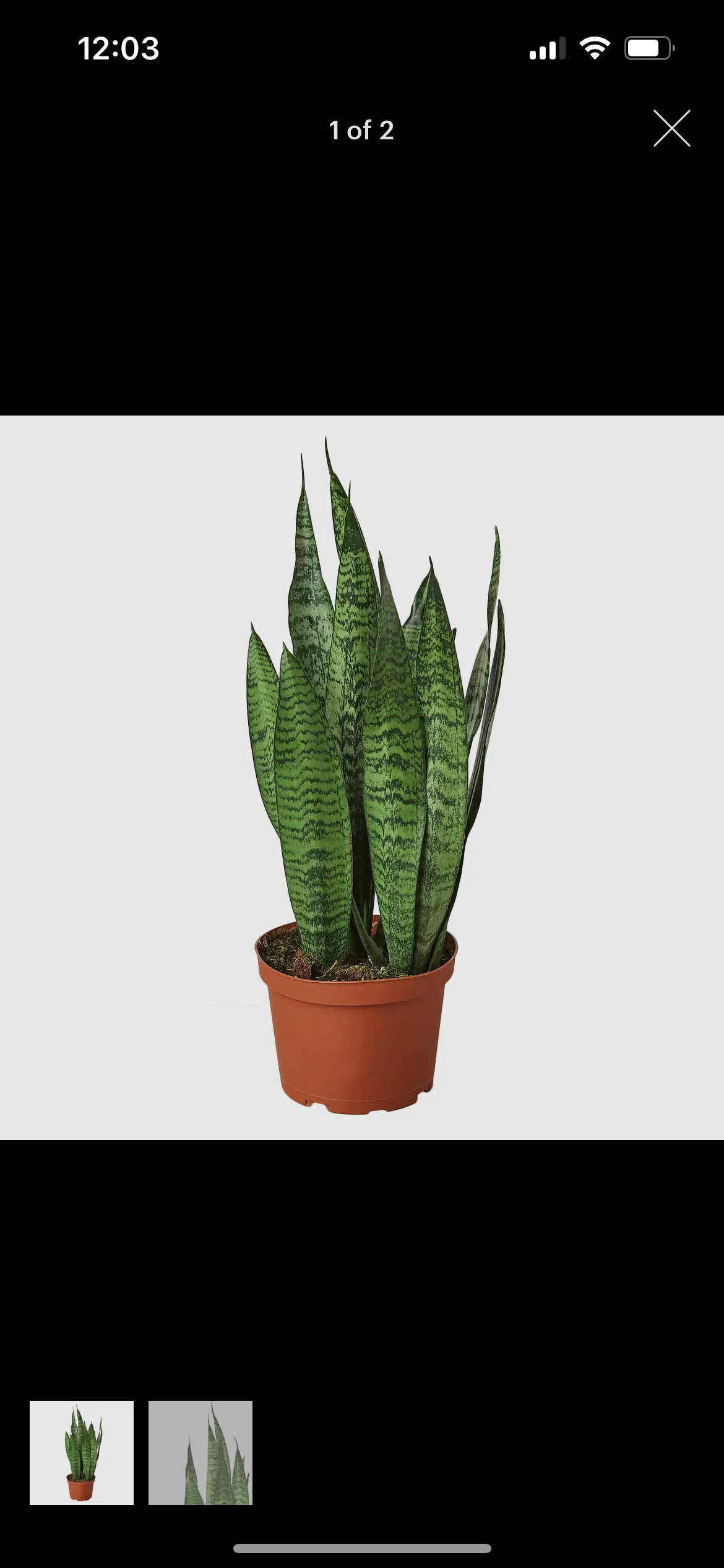 Snake Plant