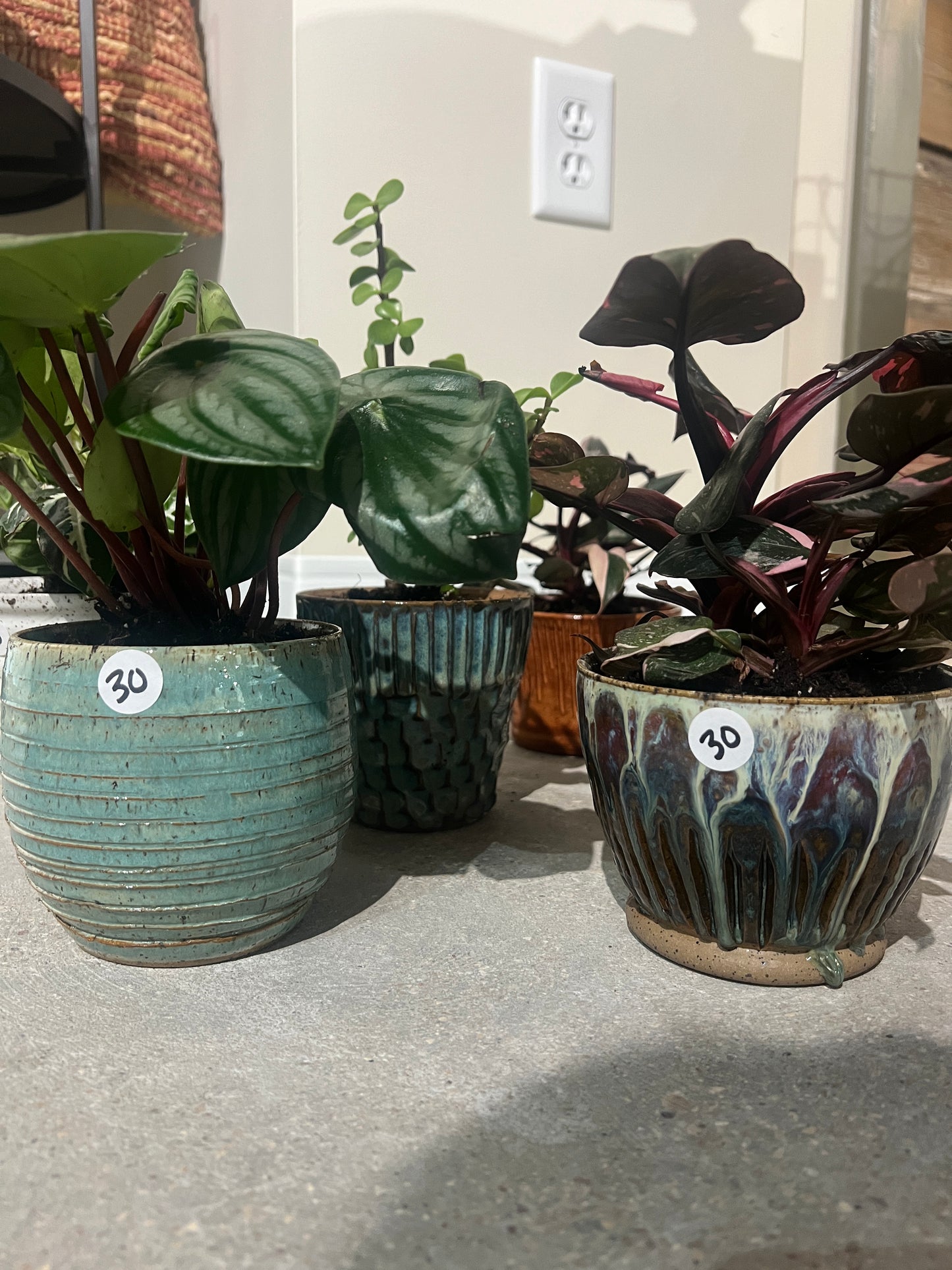 Small Plant Pot Variety