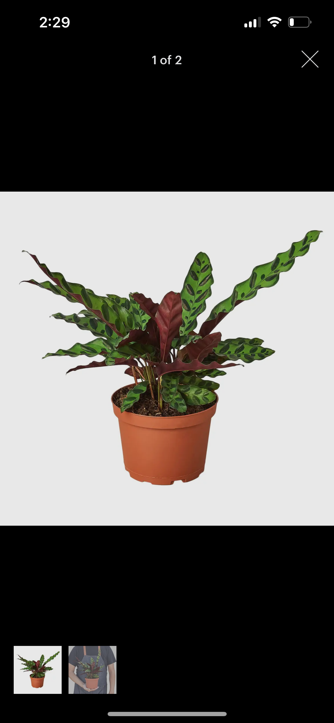 Rattlesnake Plant