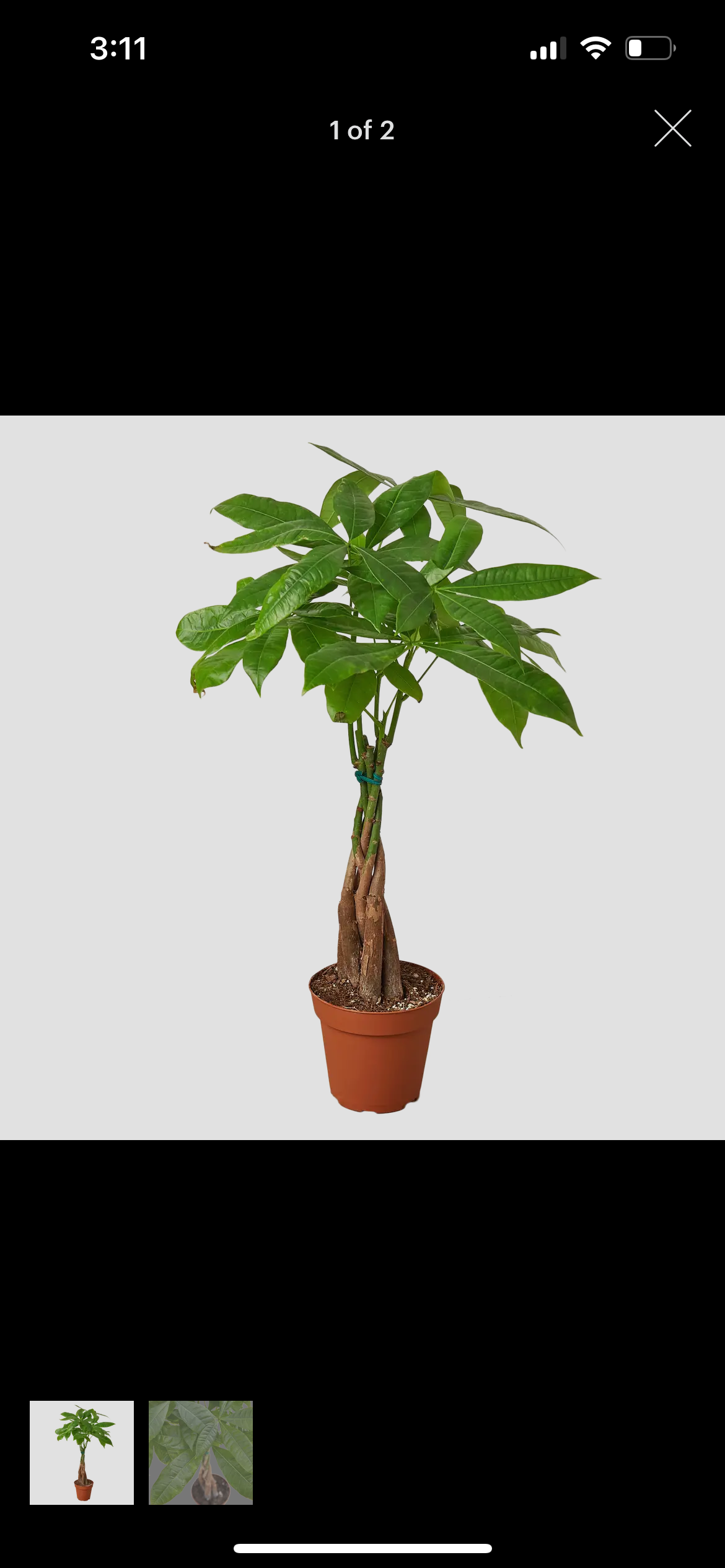 Pachira