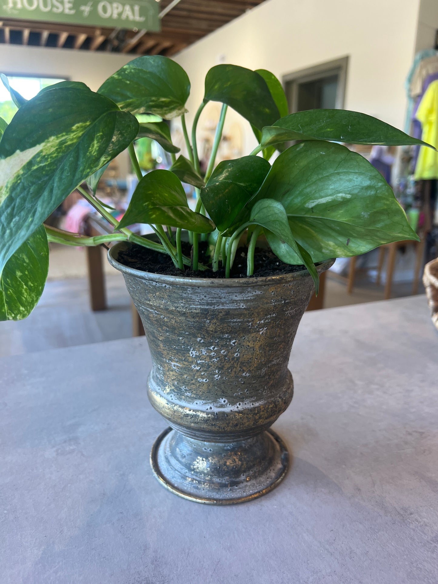 Gold Potted Plant