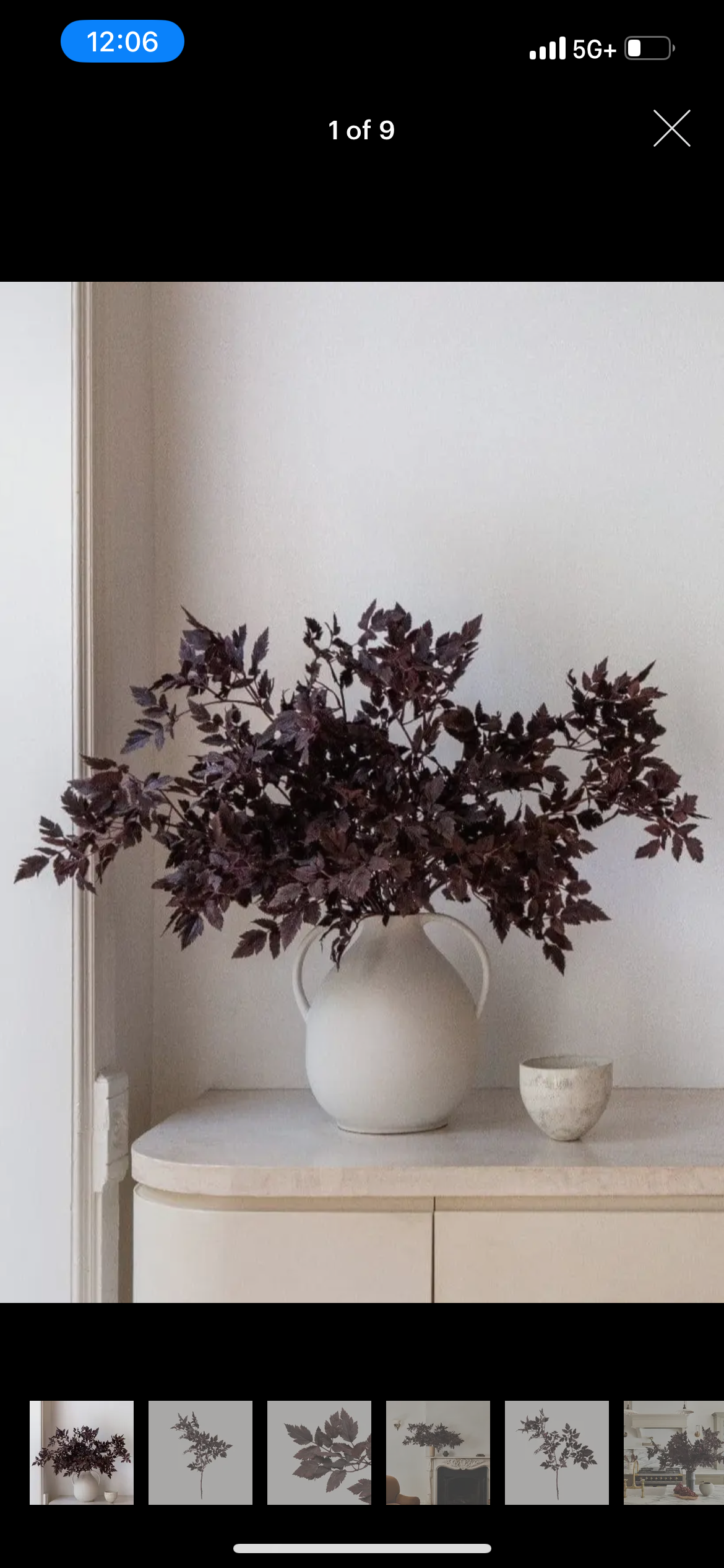 Plum Stems